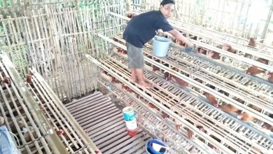 Fathur Rohman, dari Tukang Bengkel Hingga jadi Bos Ayam Petelur