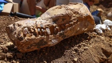 Fosil Plesiosaurus Ditemukan di Perairan Kem Kem Maroko