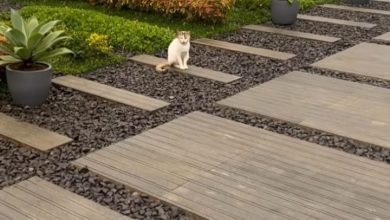 Ridwan Kamil Ungkap Misteri di Balik Kucing Penjaga Makam Almarhum Eril Ridwan Kamil Ungkap Misteri di Balik Kucing Penjaga Makam Almarhum Eril