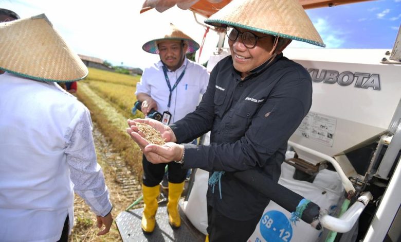 Mendes PDTT A. Halim Iskandar saat panen varietas padi yang berguna atasi stunting Sumber foto: Humas Kemendes PDTT