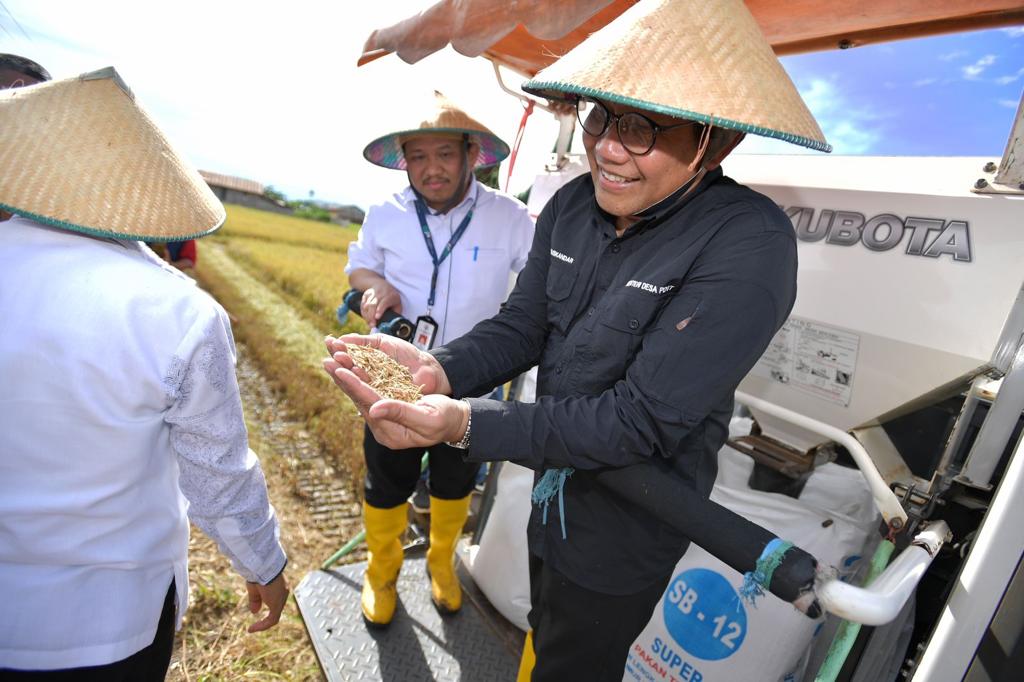 Mendes PDTT A. Halim Iskandar saat panen varietas padi yang berguna atasi stunting Sumber foto: Humas Kemendes PDTT