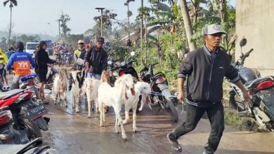 Petugas dan Warga Dusun Kajar Kuning Evakuasi Hewan Ternak