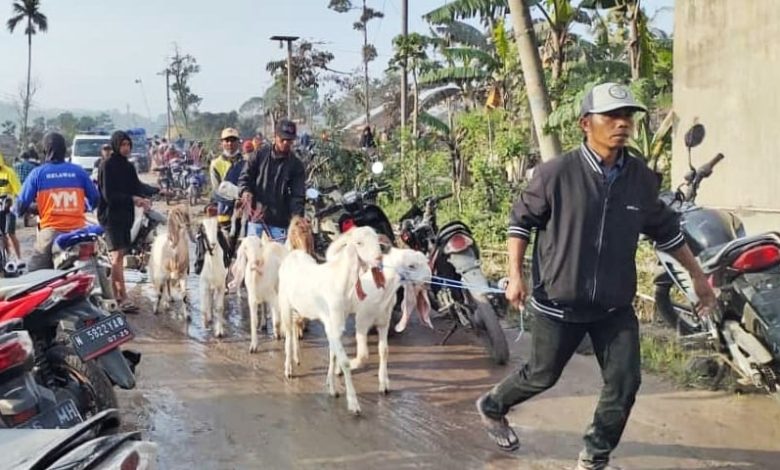 Petugas dan Warga Dusun Kajar Kuning Evakuasi Hewan Ternak