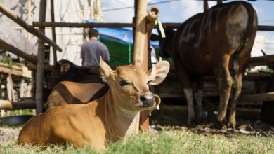 Ilustrasi Sapi Terjangkit LSD. Sumber Foto freepik