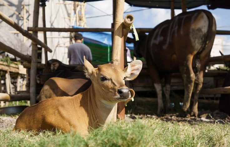 Ilustrasi Sapi Terjangkit LSD. Sumber Foto freepik