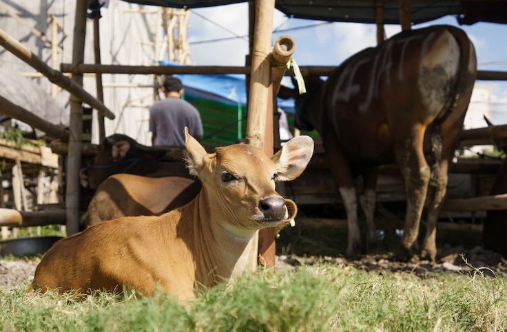 Ilustrasi Sapi Terjangkit LSD. Sumber Foto freepik