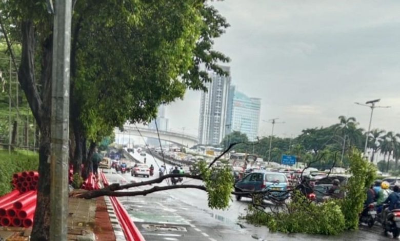 Saat pohon tumbang di jalan Gatot Subroto, Jakarta Selatan. Sumber FotoTangkapan layar dari akun Instagram @jktinfo