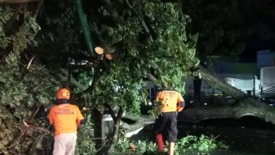 Pohon Tumbang di Jalan Kudus – Demak, Lalu Lintas Pantura Sempat Macet Pohon Tumbang di Jalan Kudus – Demak, Lalu Lintas Pantura Sempat Macet
