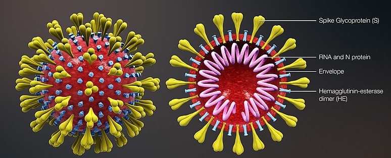 Struktur RNA Genome SARS-Cov-2. Sumber Foto: website medicine.umich.edu.