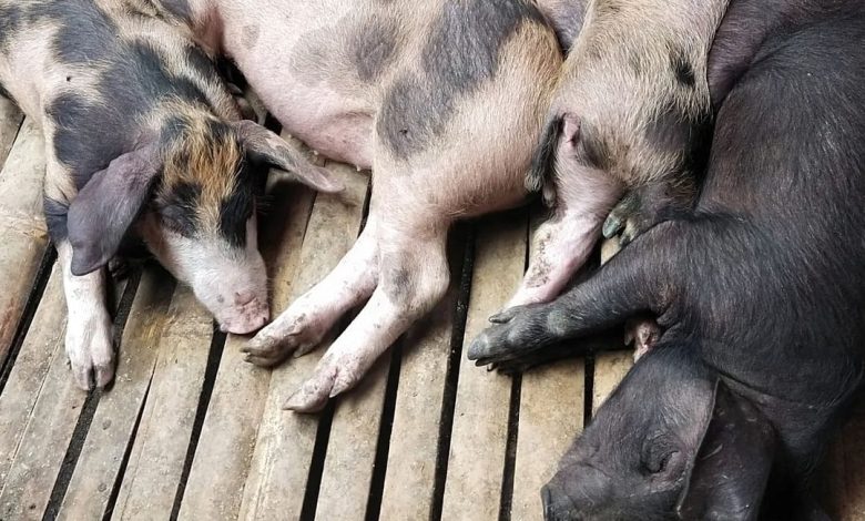 Peternakan Babi di Nusa Tenggara Timur. Sumber: Instagram @ginora_ruteng