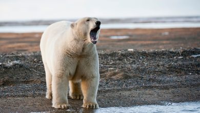 Beruang Kutub. Sumber foto: news.sky.com