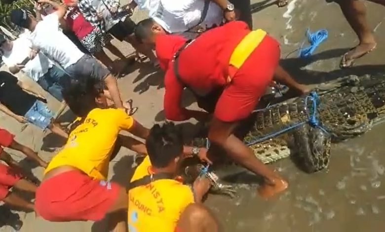 Buaya berhasil diamankan oleh tim Badan Penyelamat Wisata Badung (Balawista Badung) bersama warga. Sumber Foto: SS Instagram @balawistabadung