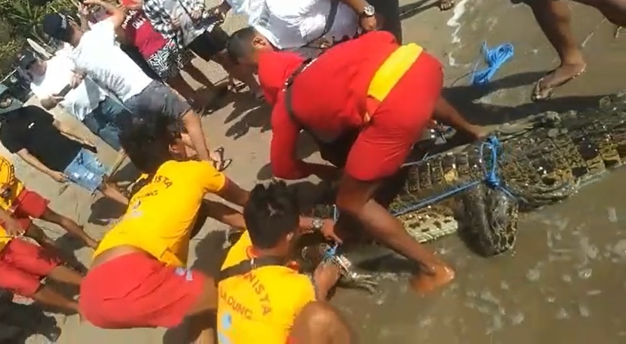 Buaya berhasil diamankan oleh tim Badan Penyelamat Wisata Badung (Balawista Badung) bersama warga. Sumber Foto: SS Instagram @balawistabadung