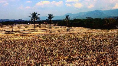 Lahan Sawah Kekeringan. Sumber Foto: Instagram @dyqaa