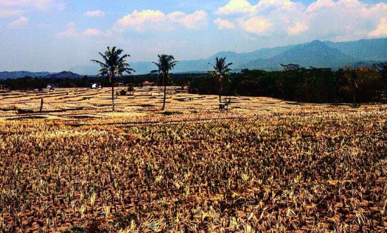 Lahan Sawah Kekeringan. Sumber Foto: Instagram @dyqaa