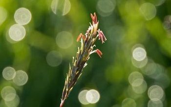 Mengenal Teknik Bokeh Pada Gambar atau Video