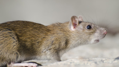 Kasus Leptospirosis di Gunungkidul Melonjak, Dua Korban Meninggal Dunia