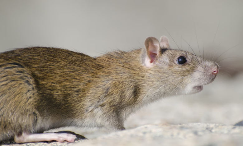 Kasus Leptospirosis di Gunungkidul Melonjak, Dua Korban Meninggal Dunia