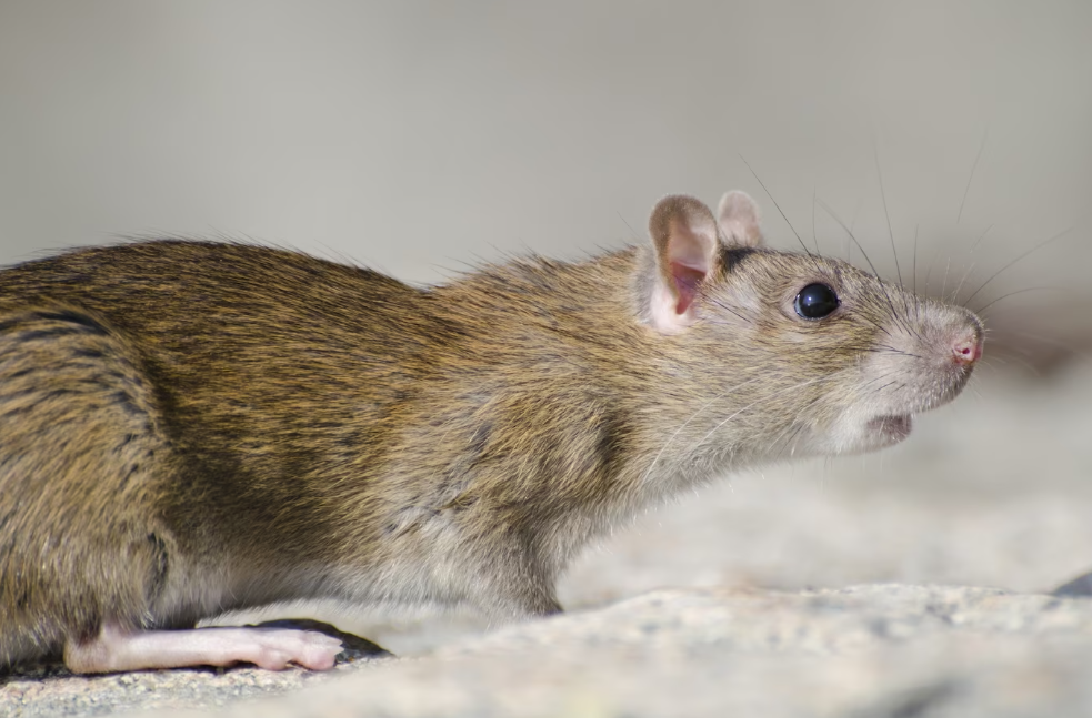 Kasus Leptospirosis di Gunungkidul Melonjak, Dua Korban Meninggal Dunia