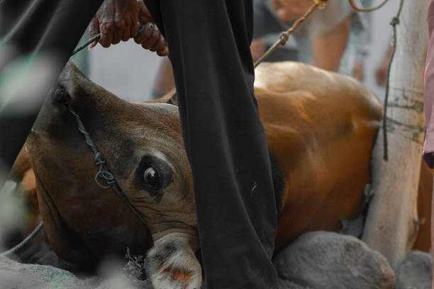 Tradisi Arisan Potong Sapi (Nyambeli Sape) Setiap Menjelang Lebaran di Situbondo