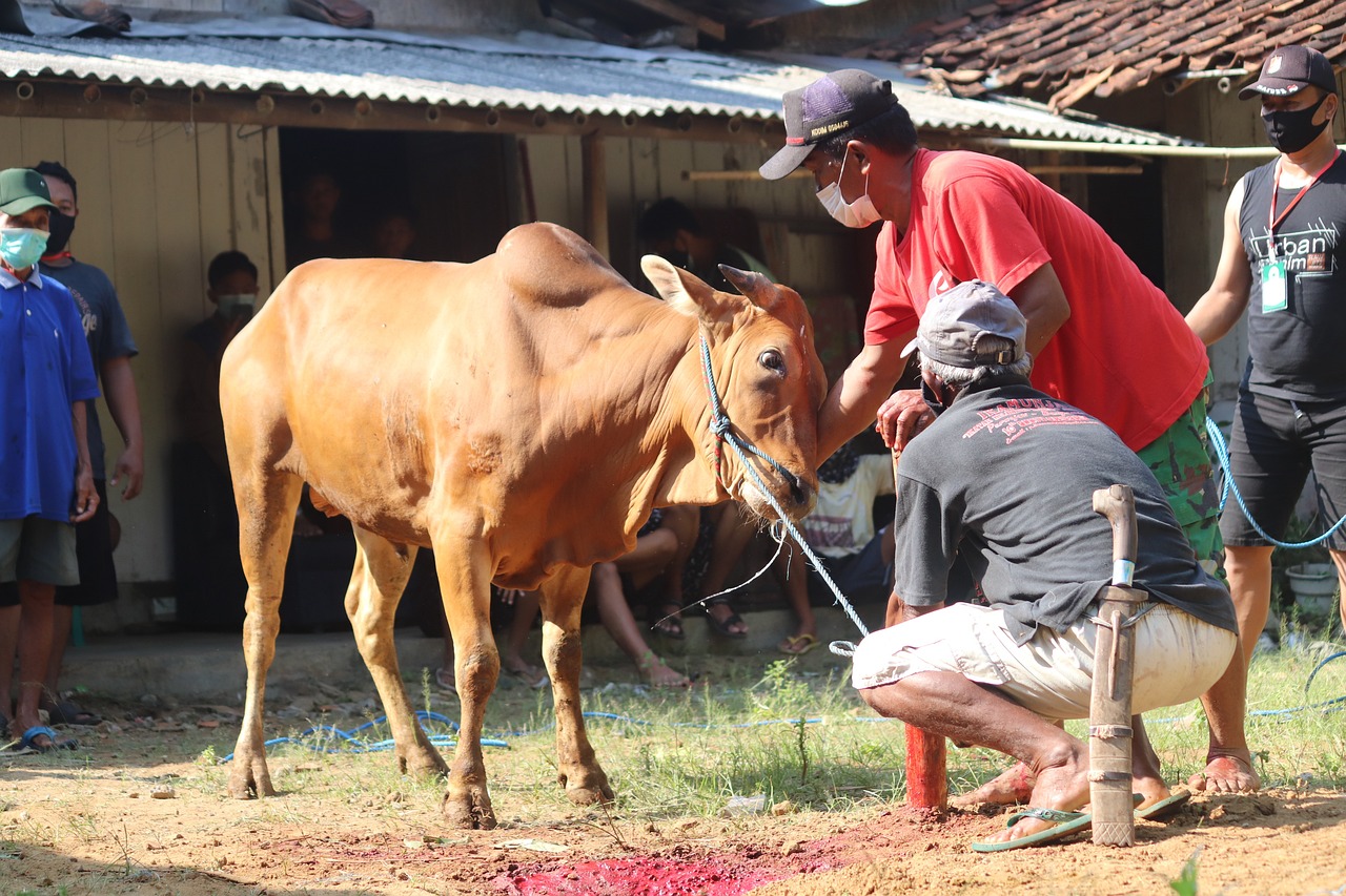 Apakah Daging Kurban Menjadi Haram Jika Lupa Menyebut Nama Allah Saat Menyembelih?