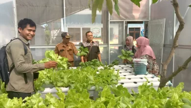 kondisi pertanian hidroponik di desa pondok dalem jember. Sumber foto: Apdijember.id