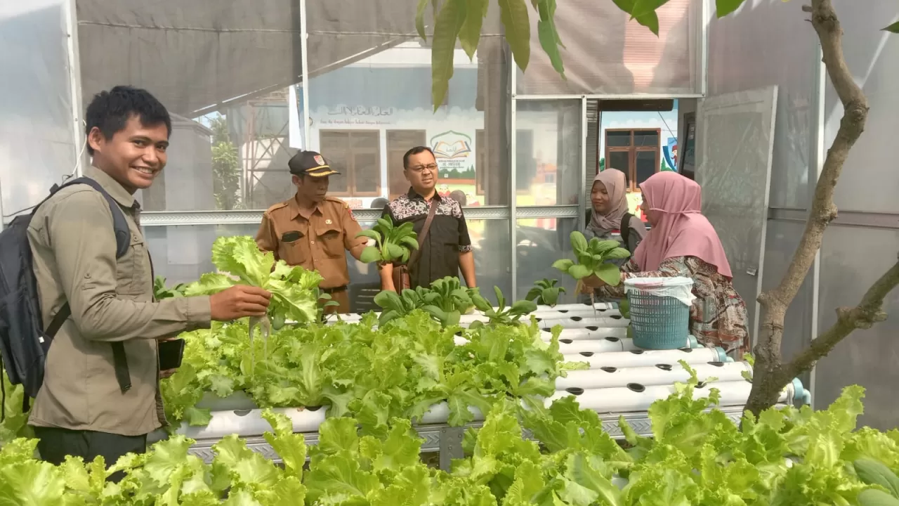 kondisi pertanian hidroponik di desa pondok dalem jember. Sumber foto: Apdijember.id