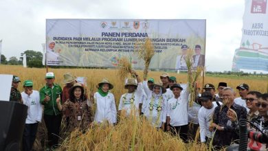 Panen Perdana. Sumber foto: Istimewa