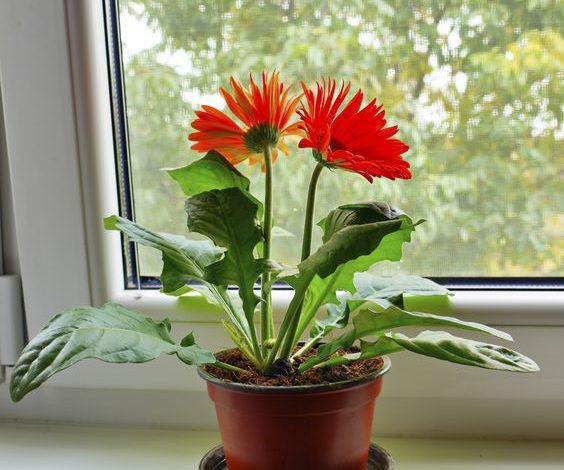House plant Gerbera daisy in flower pot placed next the window. Sumber Foto: Pinteres