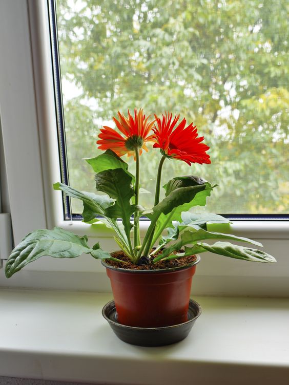 House plant Gerbera daisy in flower pot placed next the window. Sumber Foto: Pinteres