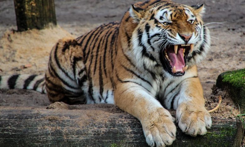 Ilustrasi Harimau Yang Akan Menerkam, Sumber foto: Pixabay
