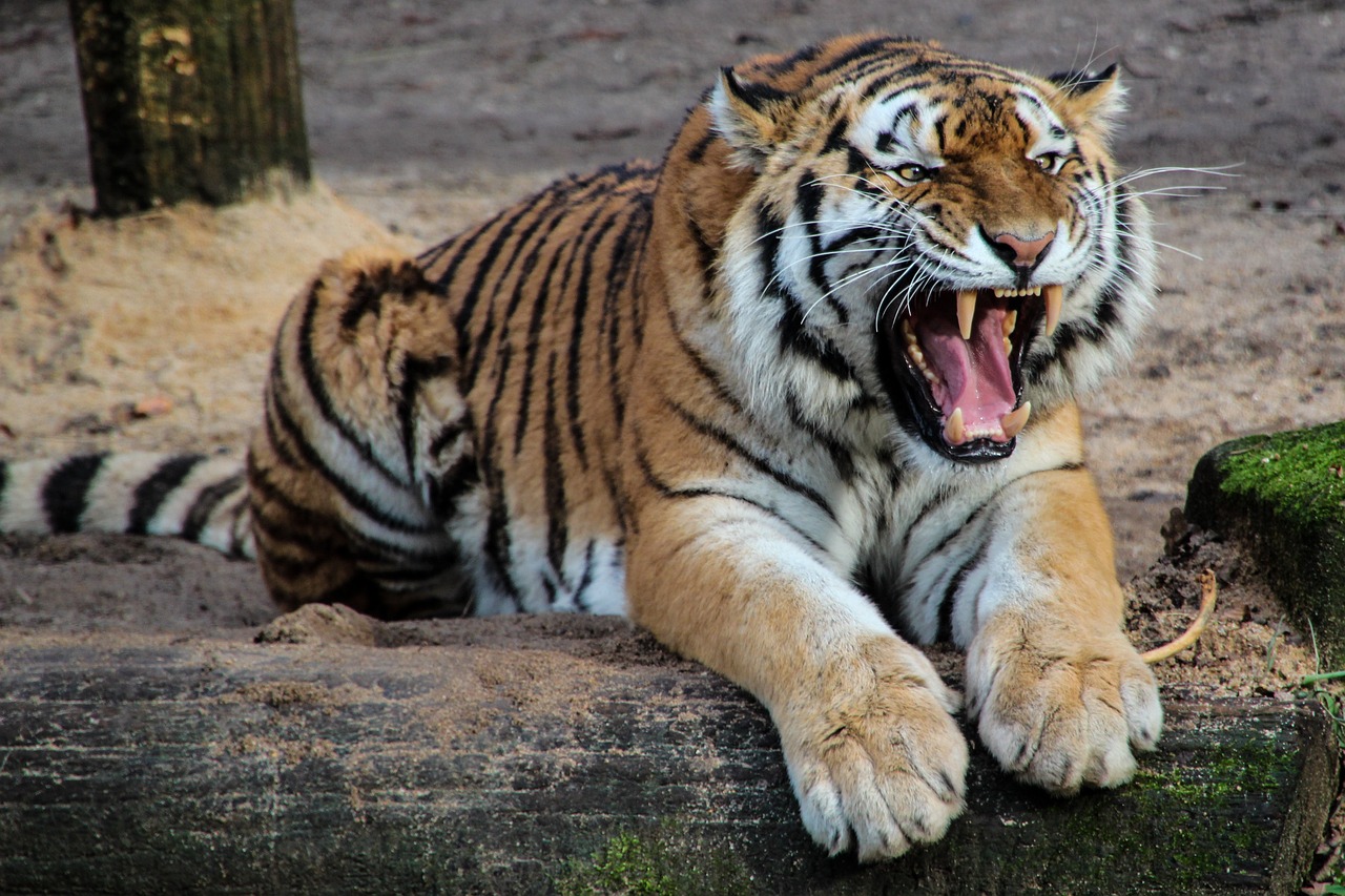 Ilustrasi Harimau Yang Akan Menerkam, Sumber foto: Pixabay