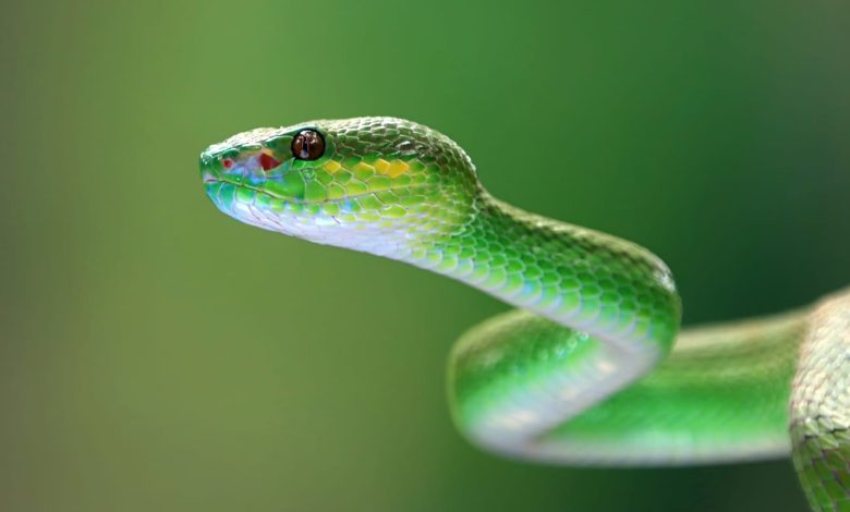 Ilustrasi memimpikan ular. Sumber foto: freepik.com