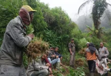 Polisi Temukan Empat Titik Baru Ladang Ganja di Lereng Gunung Semeru