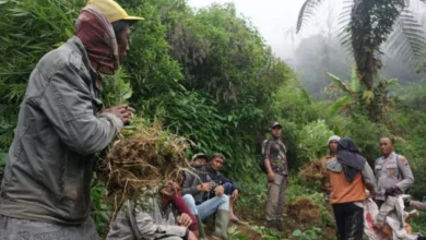 Polisi Temukan Empat Titik Baru Ladang Ganja di Lereng Gunung Semeru