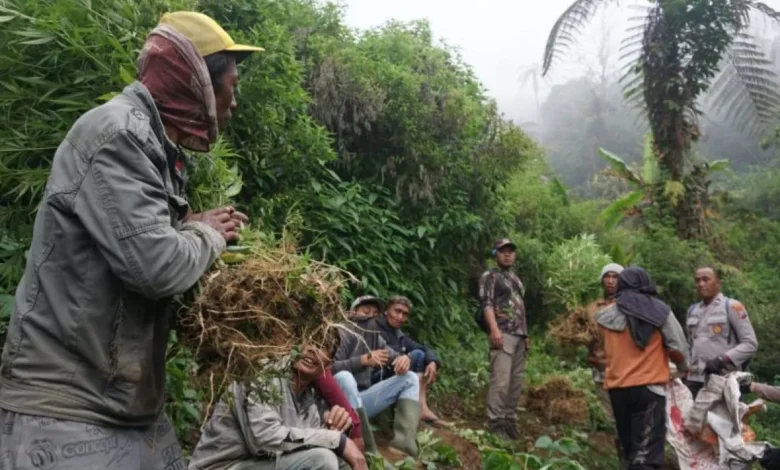 Polisi Temukan Empat Titik Baru Ladang Ganja di Lereng Gunung Semeru