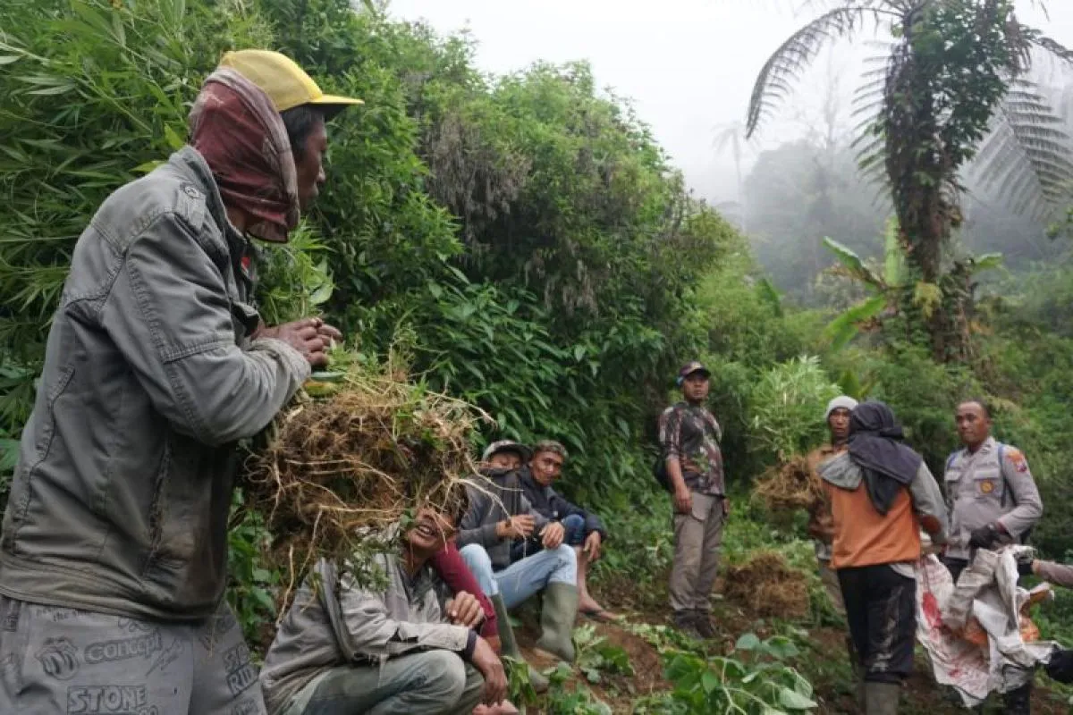 Polisi Temukan Empat Titik Baru Ladang Ganja di Lereng Gunung Semeru