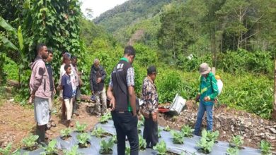 Kelompok Tani Mawar mengunjungi sayur kol. Sumber foto: Dok. TEKAD.