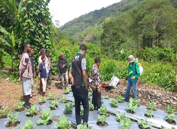 Kelompok Tani Mawar mengunjungi sayur kol. Sumber foto: Dok. TEKAD.