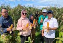 Panen Jagung di Desa Tihuana. Sumber foto: Humas Kemendesa