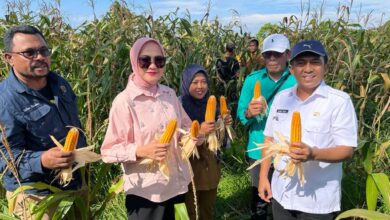 Panen Jagung di Desa Tihuana. Sumber foto: Humas Kemendesa