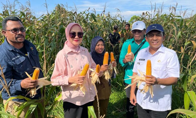 Panen Jagung di Desa Tihuana. Sumber foto: Humas Kemendesa