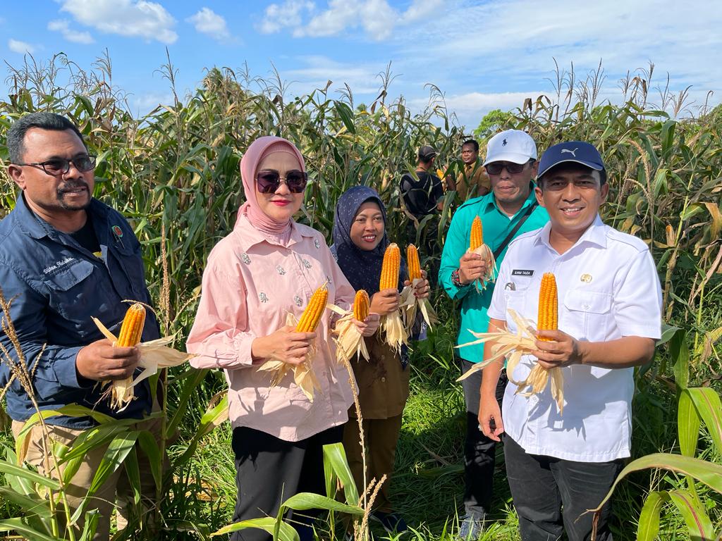 Panen Jagung di Desa Tihuana. Sumber foto: Humas Kemendesa