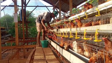 KPB Ayam Petelur Desa Patawang. Sumber foto: Humas Kemendesa