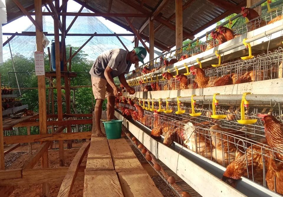 KPB Ayam Petelur Desa Patawang. Sumber foto: Humas Kemendesa