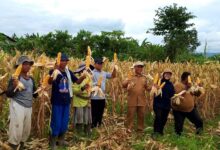 Pemerintah Kampung Benyam Jaya I bersama Kelompok Tani Soponyono berhasil panen jagung. Sumber foto: Istimewa.