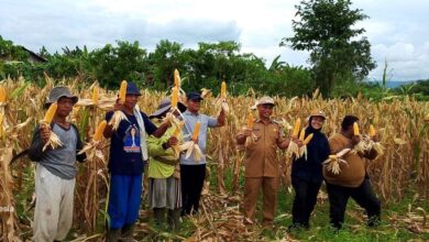 Pemerintah Kampung Benyam Jaya I bersama Kelompok Tani Soponyono berhasil panen jagung. Sumber foto: Istimewa.