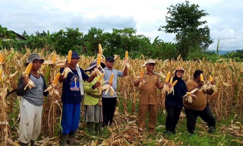 Pemerintah Kampung Benyam Jaya I bersama Kelompok Tani Soponyono berhasil panen jagung. Sumber foto: Istimewa.