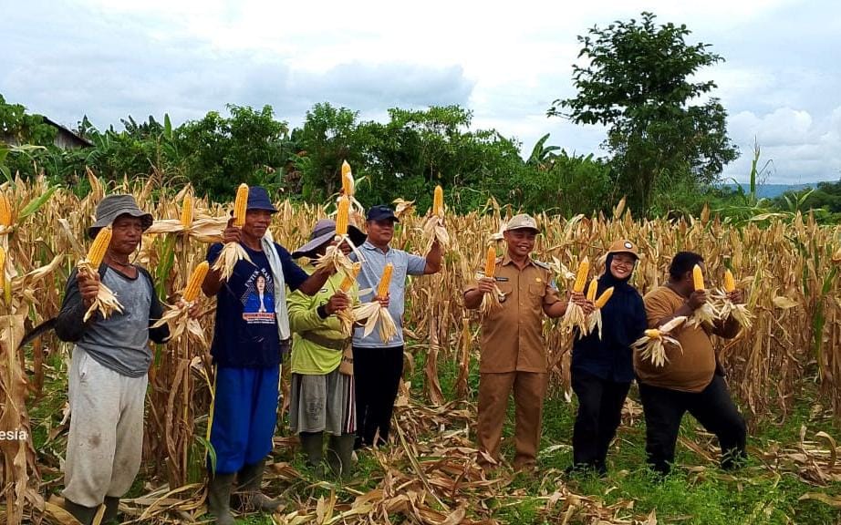 Pemerintah Kampung Benyam Jaya I bersama Kelompok Tani Soponyono berhasil panen jagung. Sumber foto: Istimewa.