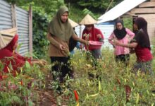 Muliani Sengan (Ketua Kelompok Fakatoto). Sumber foto: Humas Kemendesa